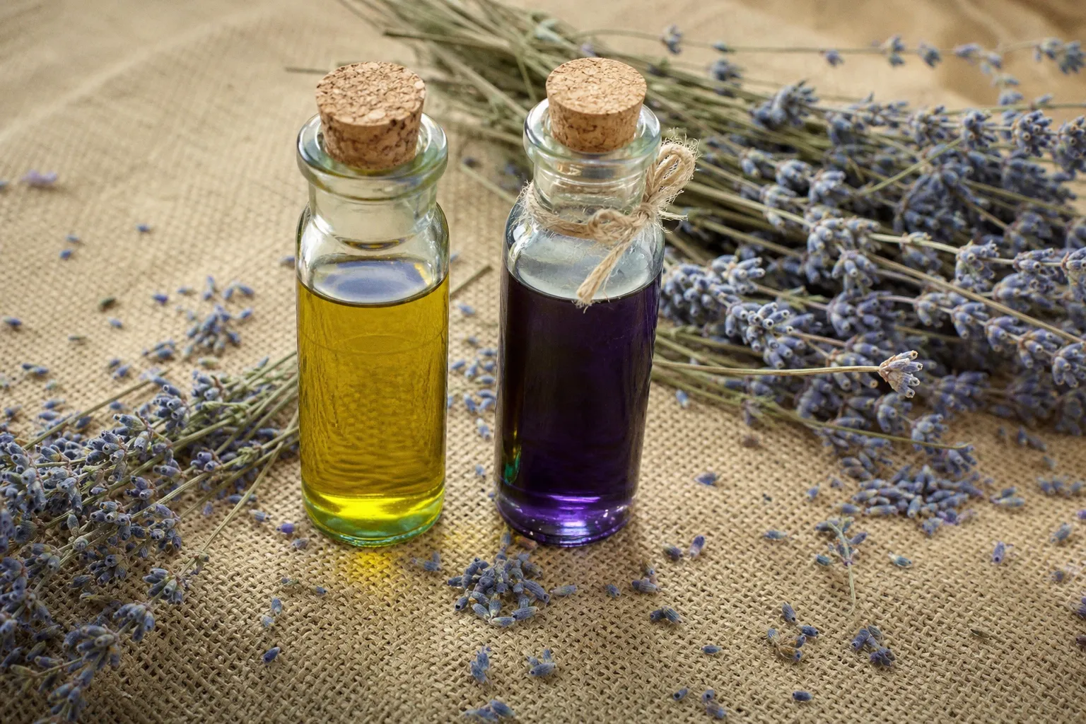 Journée Naturo à Toulouse : découvrez les bienfaits concrets de la naturopathie